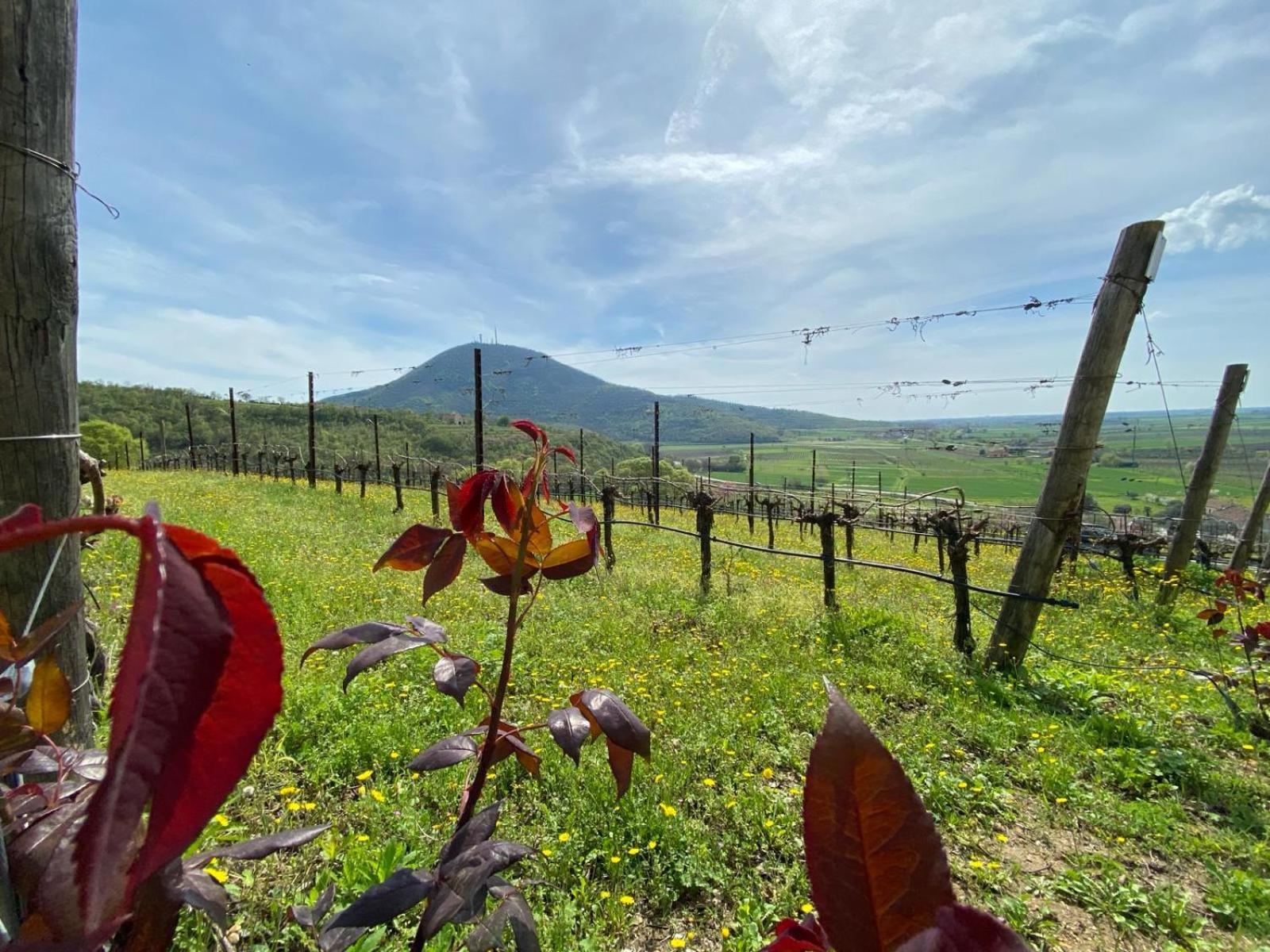 Azienda Agricola Ca' Lunga Cinto Euganeo Exterior foto